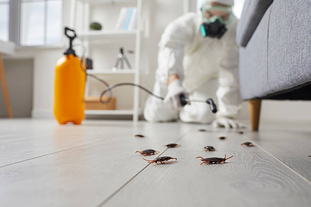 Post-Treatment Bed Bug Interceptor Monitoring in Cerritos